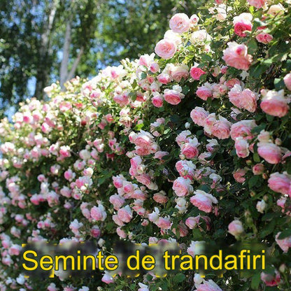 🌹🌹Sămânță de flori de trandafir viță de vie cățărătoare trandafir trandafir înflorește în toate anotimpurile și urcă pe perete